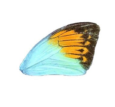 H GLAUCIPPE FRONT WING